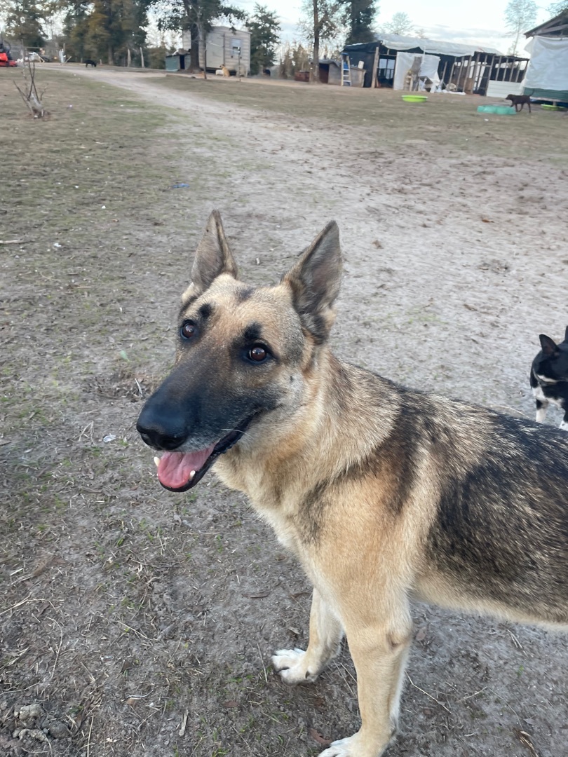Krypto, an adoptable German Shepherd Dog in Marianna, FL, 32448 | Photo Image 2
