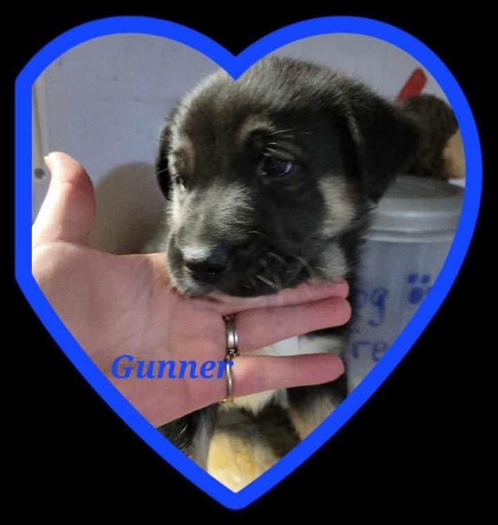 Dog for adoption - Gunner, a Border Collie Mix in Humboldt , SK | Petfinder