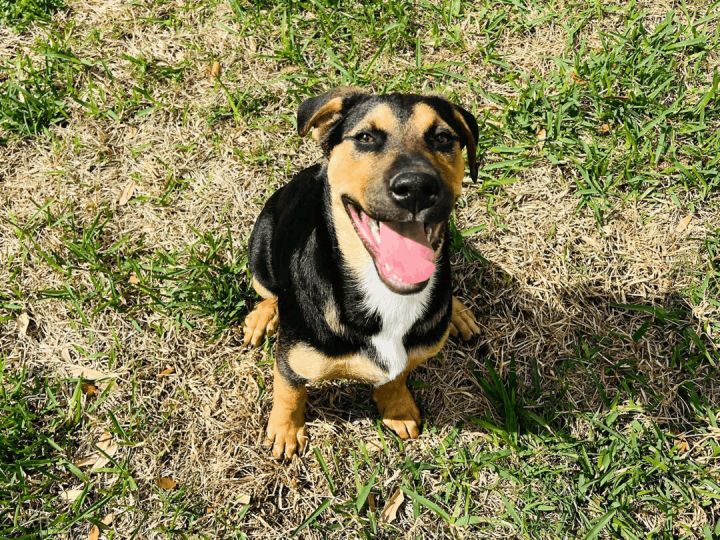Dash, an adoptable German Shepherd Dog & Black Labrador Retriever Mix in Cypress, TX_image-1