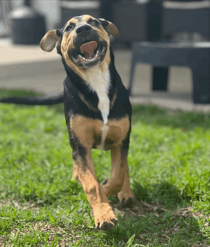 Dash, an adoptable German Shepherd Dog & Black Labrador Retriever Mix in Cypress, TX_image-4