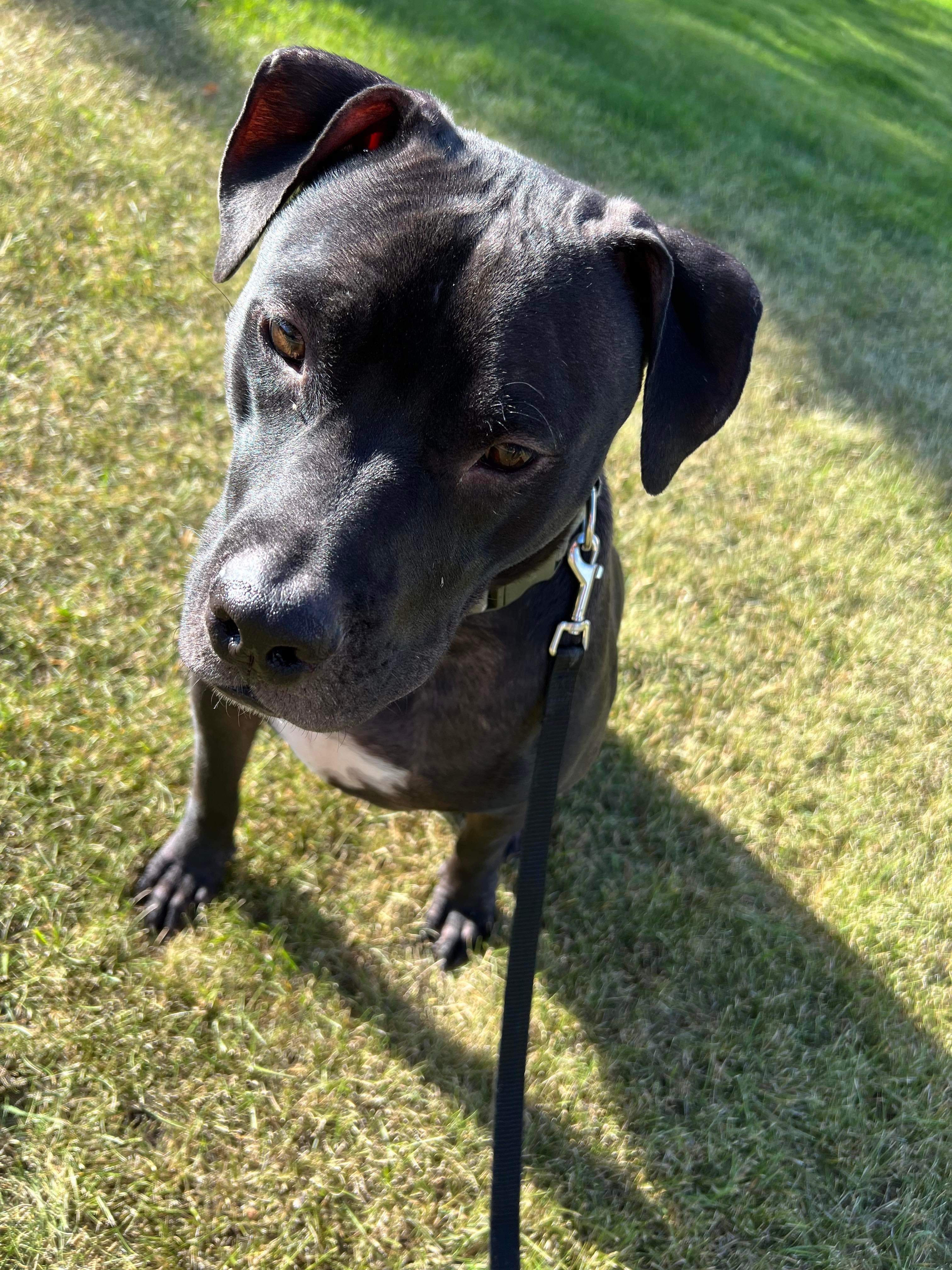 Bruno Boy, an adoptable American Staffordshire Terrier in Arlee, MT, 59821 | Photo Image 2