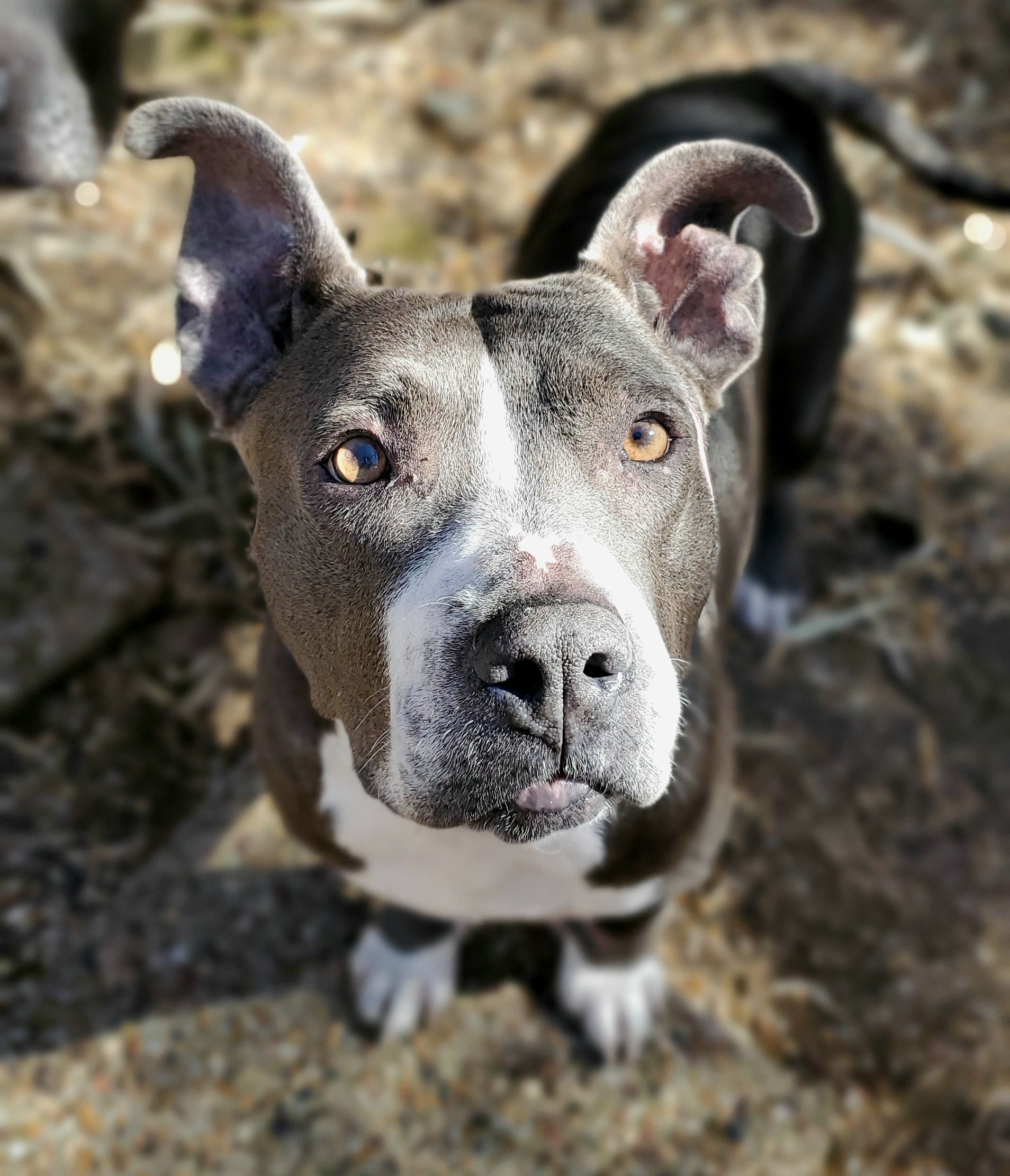 Hope, an adoptable Pit Bull Terrier in Arlee, MT, 59821 | Photo Image 2