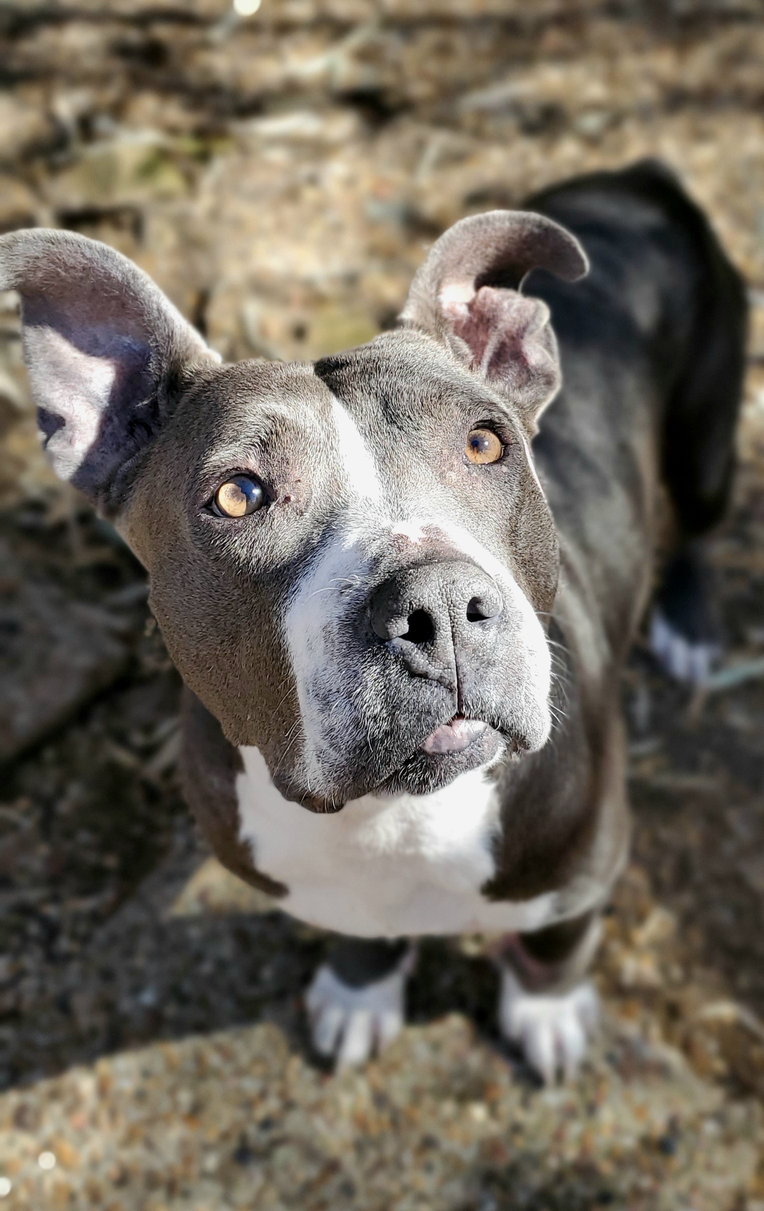 Hope, an adoptable Pit Bull Terrier in Arlee, MT, 59821 | Photo Image 6