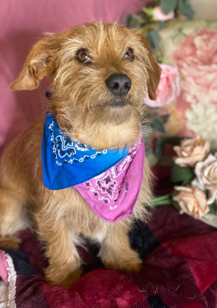 Wire haired 2025 dogs for adoption