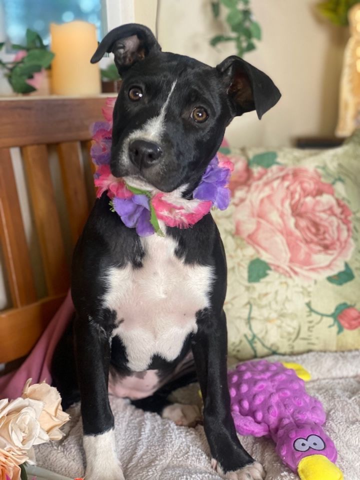 Labrador terrier 2024 mix puppies