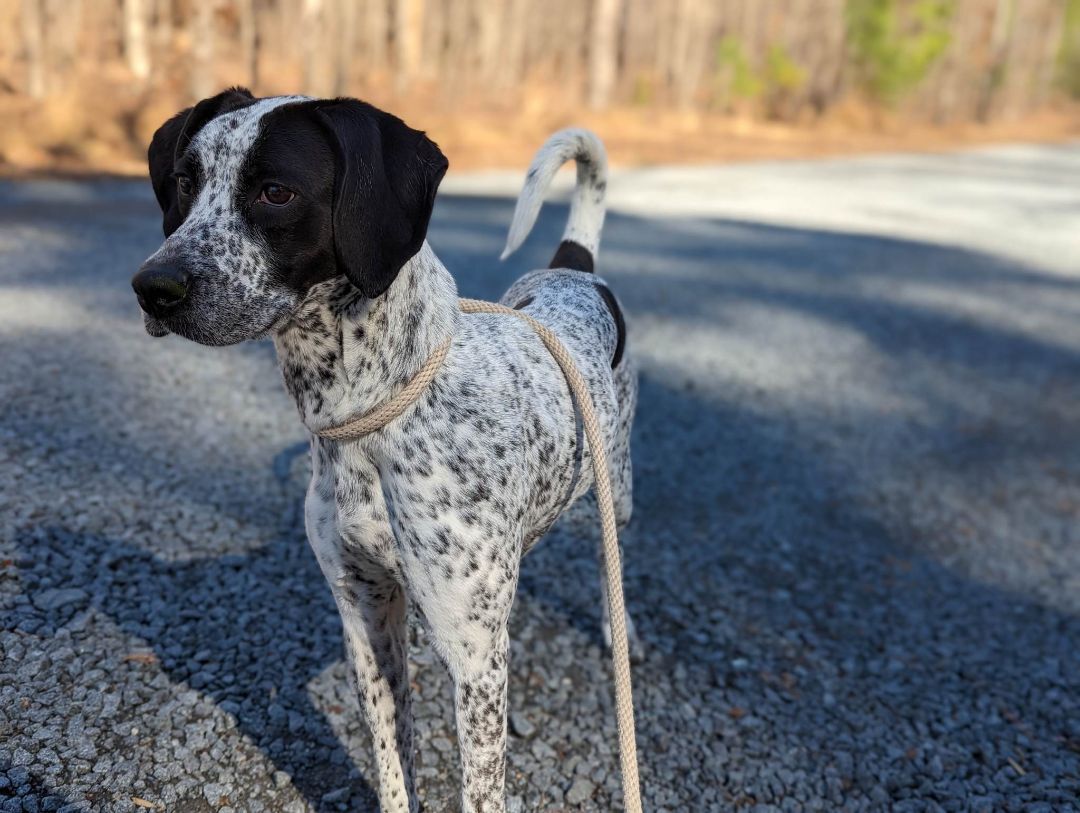 Cara, an adoptable Pointer in Orange, VA, 22960 | Photo Image 2