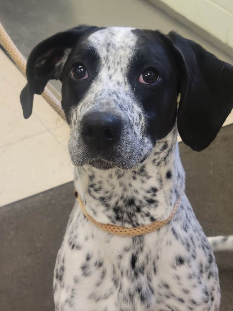 Cara, an adoptable Pointer in Orange, VA, 22960 | Photo Image 6