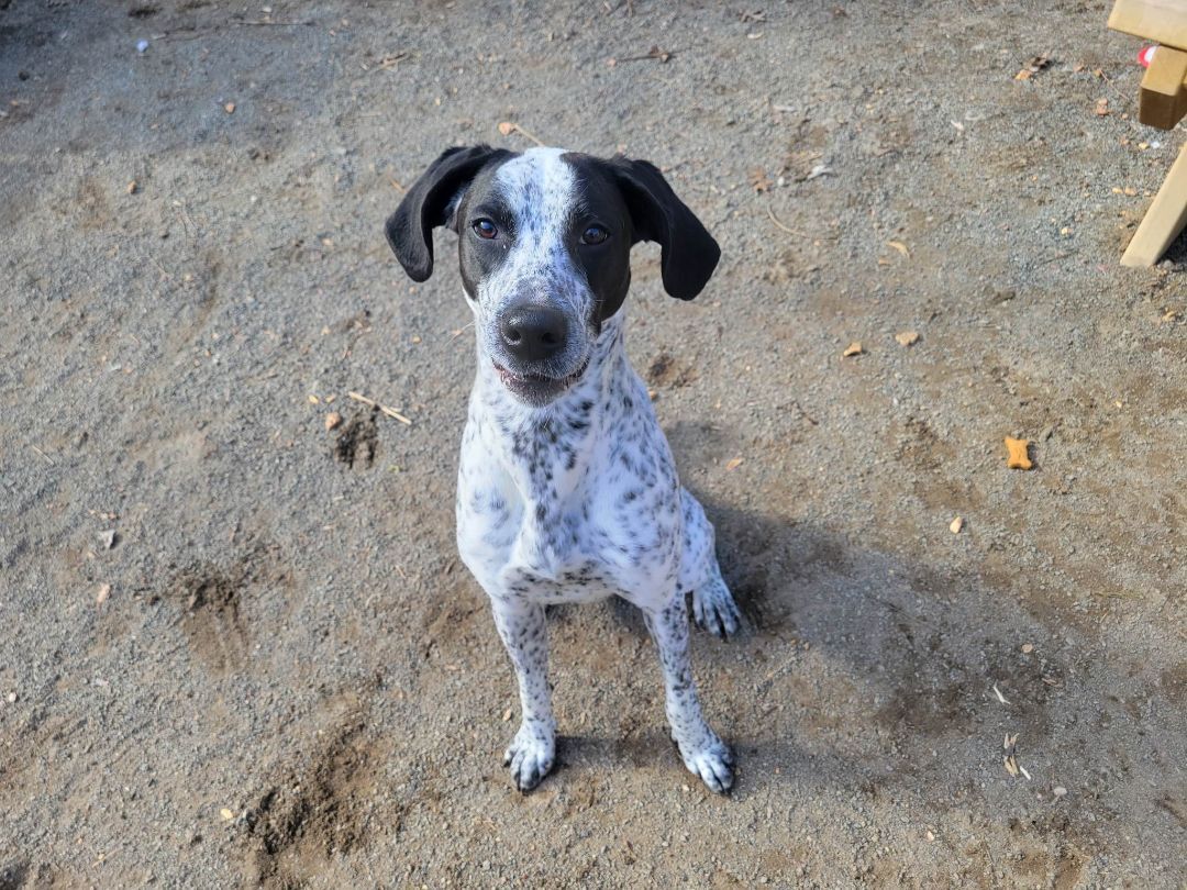 Cara, an adoptable Pointer in Orange, VA, 22960 | Photo Image 8