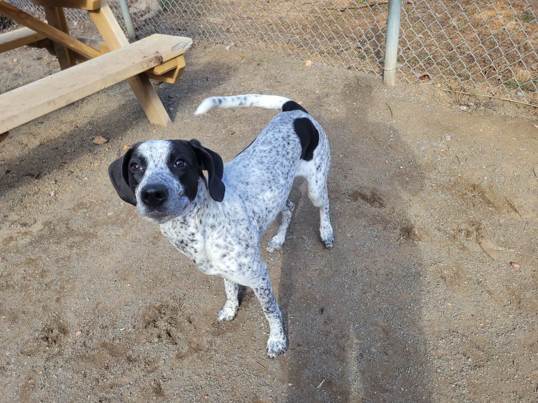 Cara, an adoptable Pointer in Orange, VA, 22960 | Photo Image 9