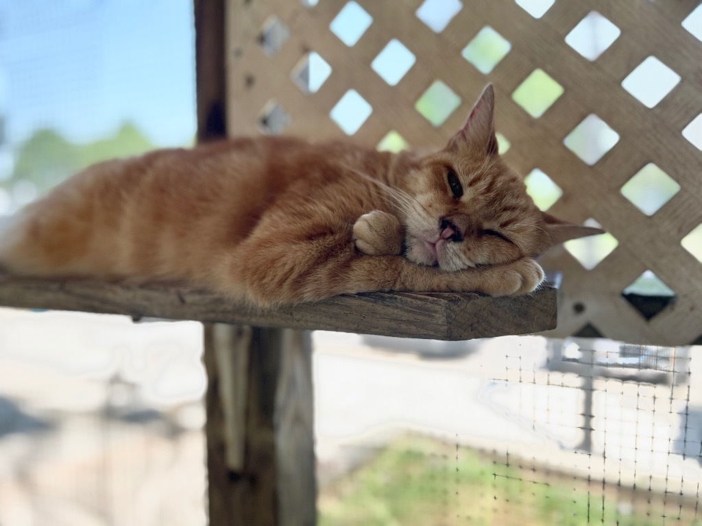 Junipurr