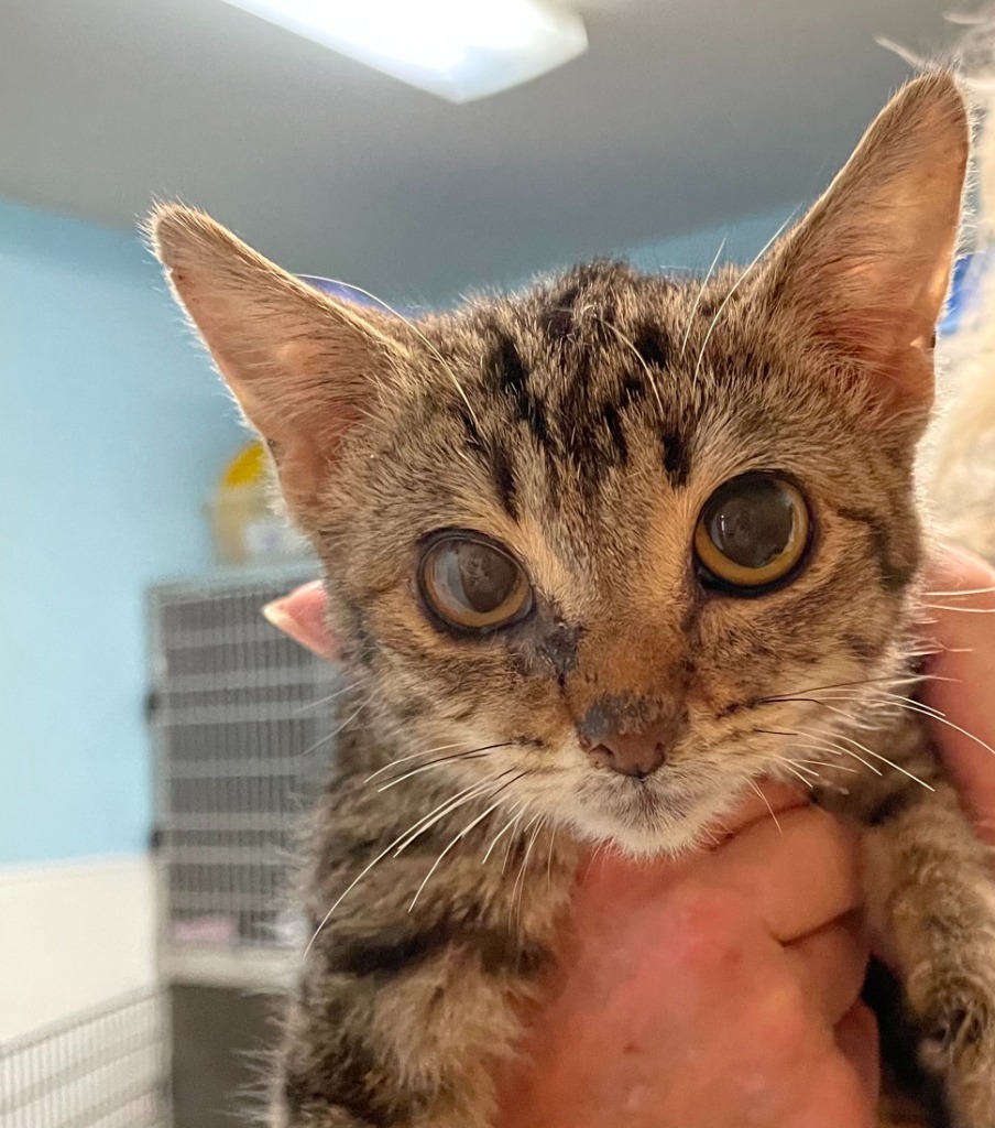 Pip, an adoptable Domestic Short Hair in Hastings, NE, 68901 | Photo Image 1