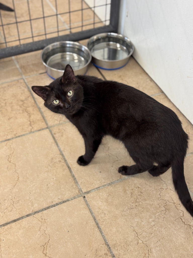 Tilt, an adoptable Domestic Short Hair in Hastings, NE, 68901 | Photo Image 1