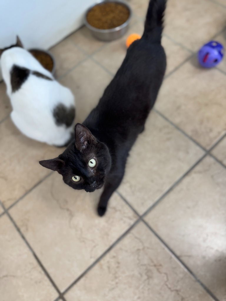 Tilt, an adoptable Domestic Short Hair in Hastings, NE, 68901 | Photo Image 1
