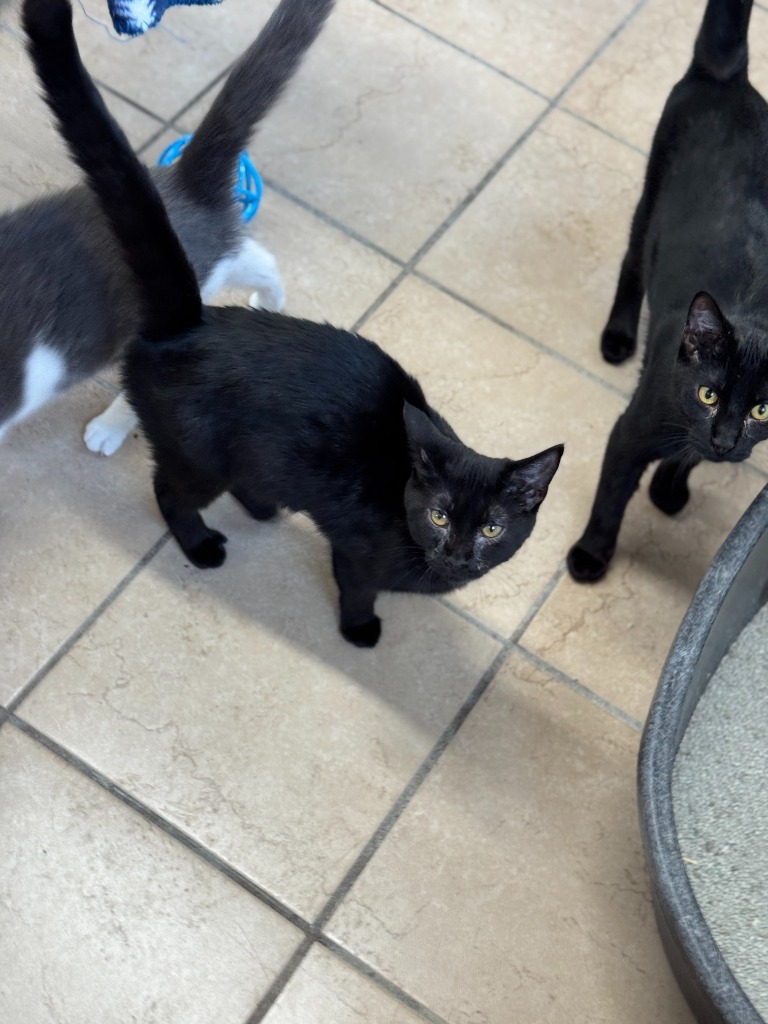 Tilt, an adoptable Domestic Short Hair in Hastings, NE, 68901 | Photo Image 3