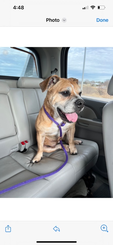 Izzy, an adoptable Boxer, Shar-Pei in Hastings, NE, 68901 | Photo Image 1