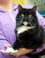 Silvia, an adoptable Domestic Medium Hair in Sandy, UT, 84070 | Photo Image 2