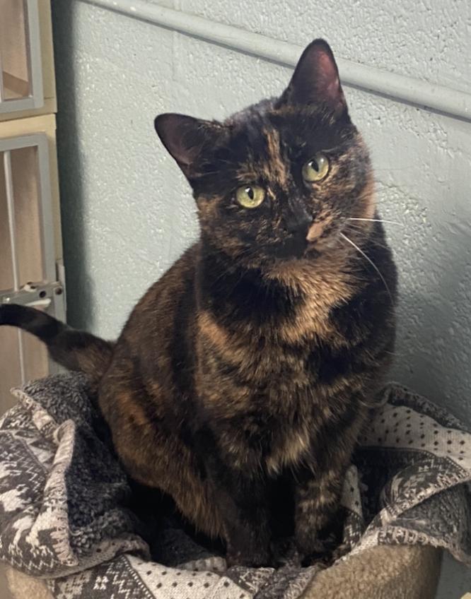 Hope, an adoptable Domestic Short Hair in Sandy, UT, 84070 | Photo Image 1