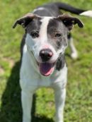 ITALIA's profile on Petfinder.com