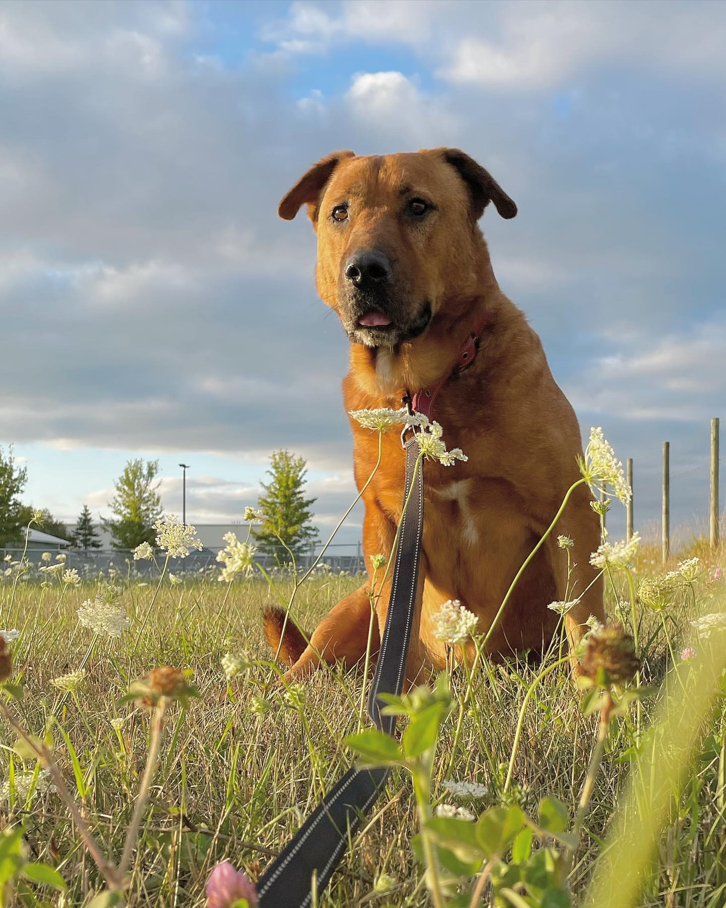 Forest (Sponsored Fee), an adoptable Golden Retriever, Hound in Austin, MN, 55912 | Photo Image 1