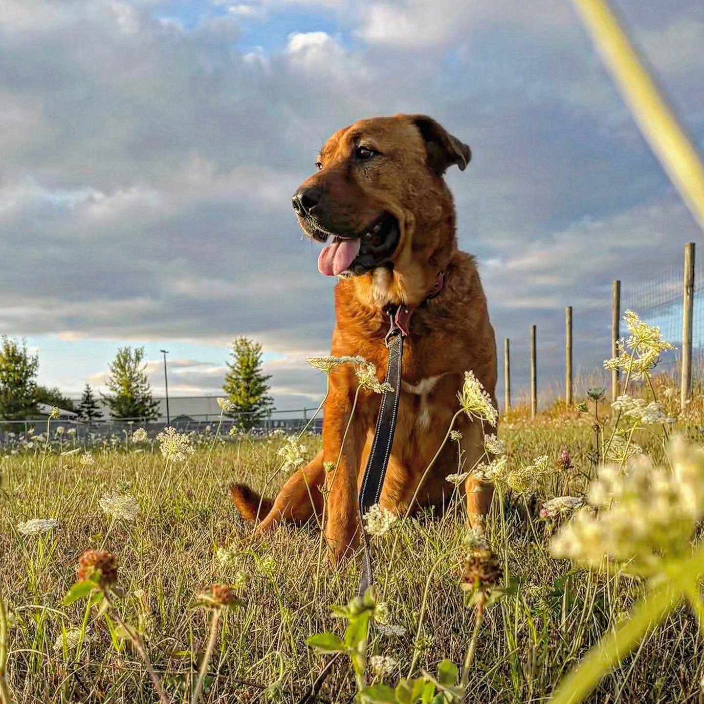 Forest (Sponsored Fee), an adoptable Golden Retriever, Hound in Austin, MN, 55912 | Photo Image 2