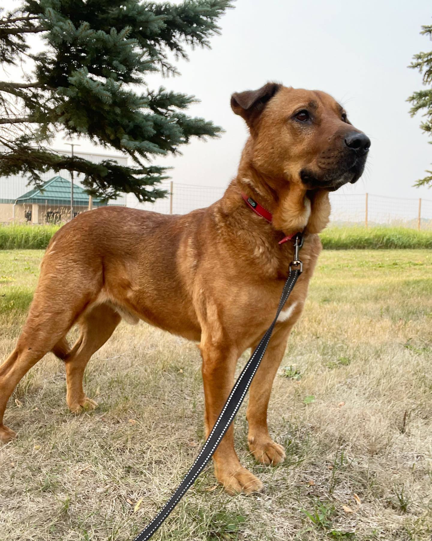 Forest (Sponsored Fee), an adoptable Golden Retriever, Hound in Austin, MN, 55912 | Photo Image 3