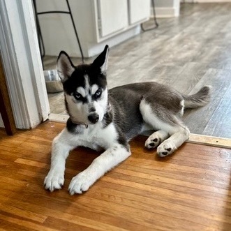 Sasha, an adopted Siberian Husky in Rochester, NY_image-4