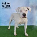 COTTON's profile on Petfinder.com