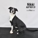 A378513's profile on Petfinder.com
