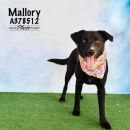 MALLORY's profile on Petfinder.com