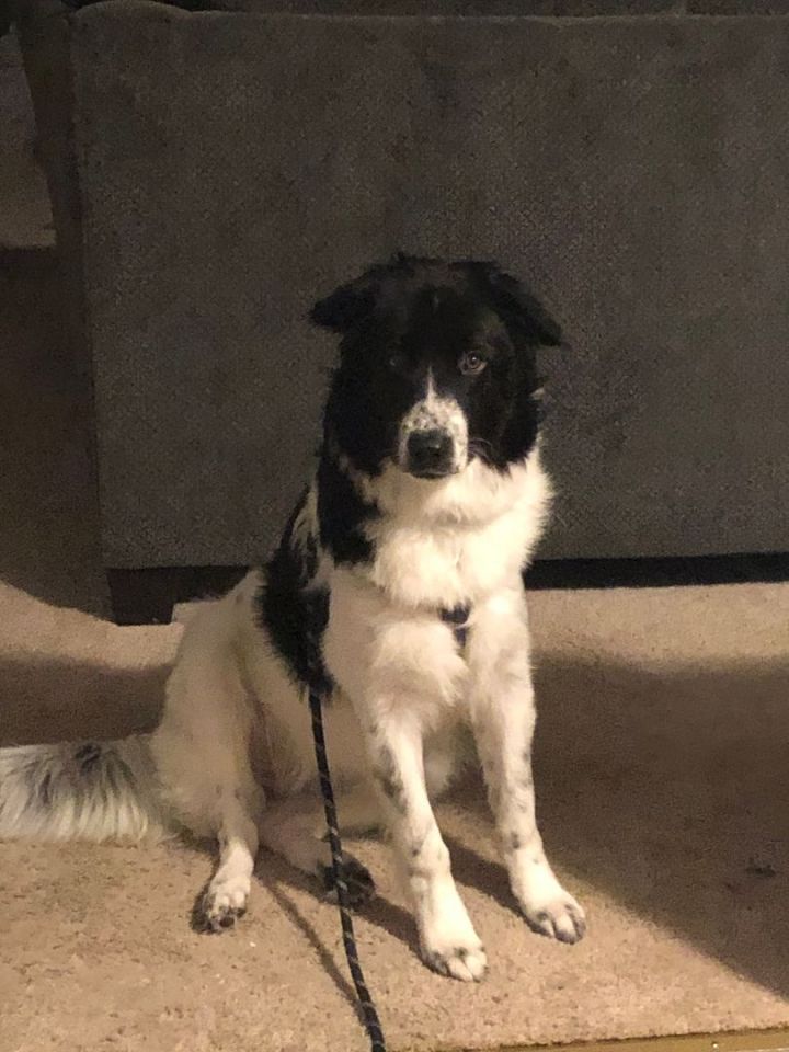 Border collie hot sale petfinder