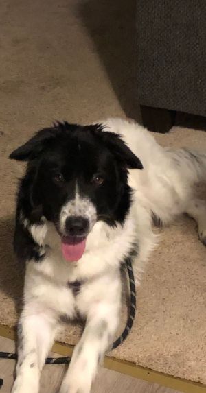 Petfinder collie best sale