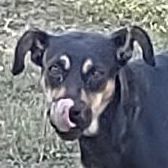 Betty, an adoptable Black and Tan Coonhound & German Shepherd Dog Mix in Brenham, TX_image-1