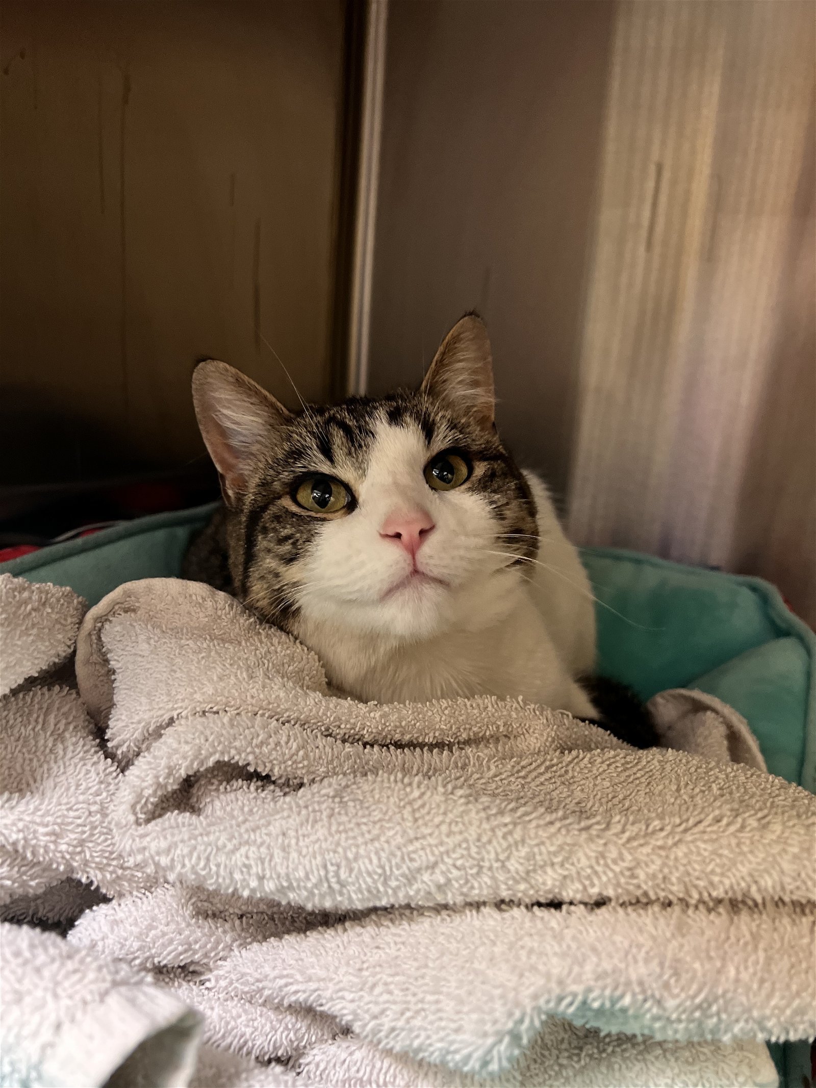 Morticia, an adoptable Tabby in Denver, CO, 80211 | Photo Image 1