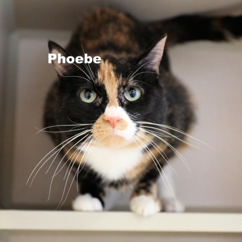 Phoebe 23084