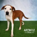 MADISON's profile on Petfinder.com