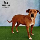 DAX's profile on Petfinder.com