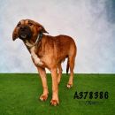 TRUMAN's profile on Petfinder.com