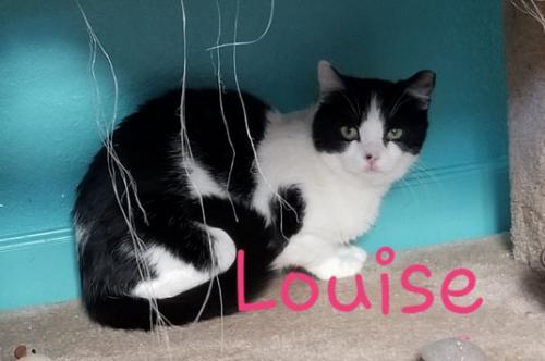 Louise, an adoptable Domestic Short Hair in Carson City, NV, 89701 | Photo Image 1