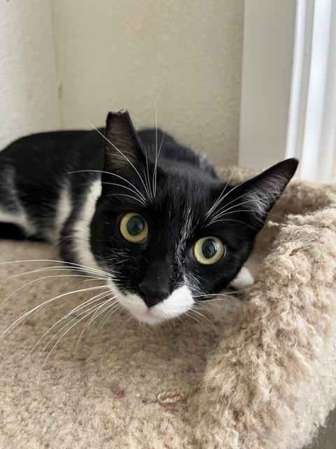 Tulip, an adopted Tuxedo & Domestic Short Hair Mix in Hollister, CA_image-2