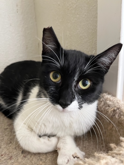 Tulip, an adoptable Tuxedo & Domestic Short Hair Mix in Hollister, CA_image-4