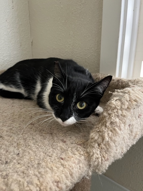 Tulip, an adopted Tuxedo & Domestic Short Hair Mix in Hollister, CA_image-6