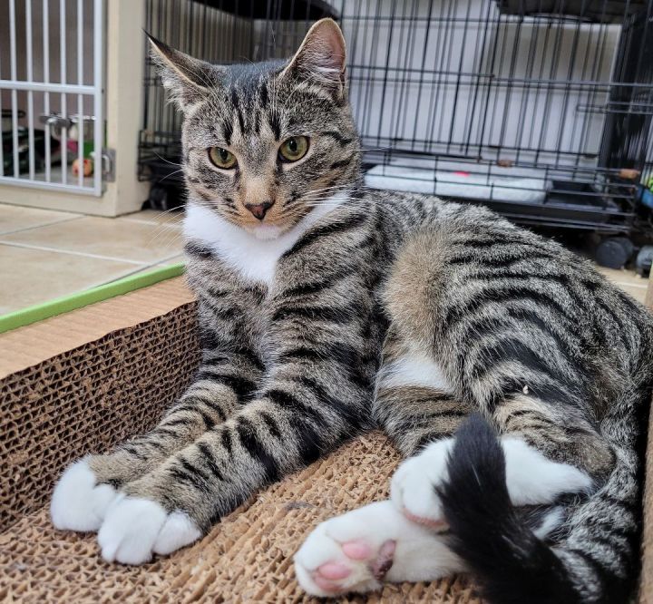 RAVIOLI - ADOPTED 1