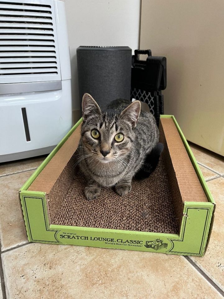FETTUCCINE - ADOPTED 2