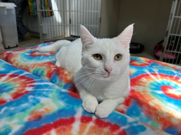 SNOW - ADOPTED 1