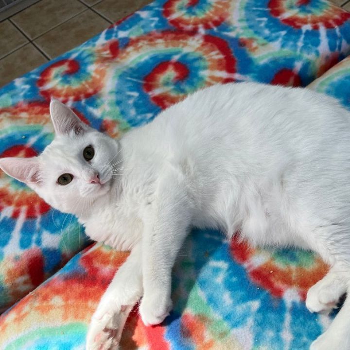 SNOW - ADOPTED 4