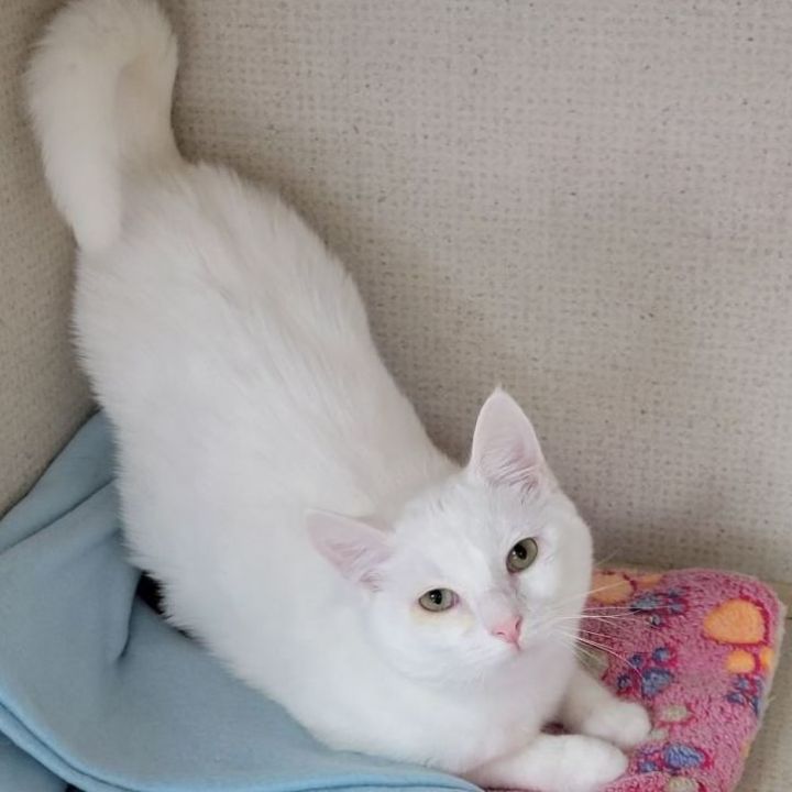 SNOW - ADOPTED 5
