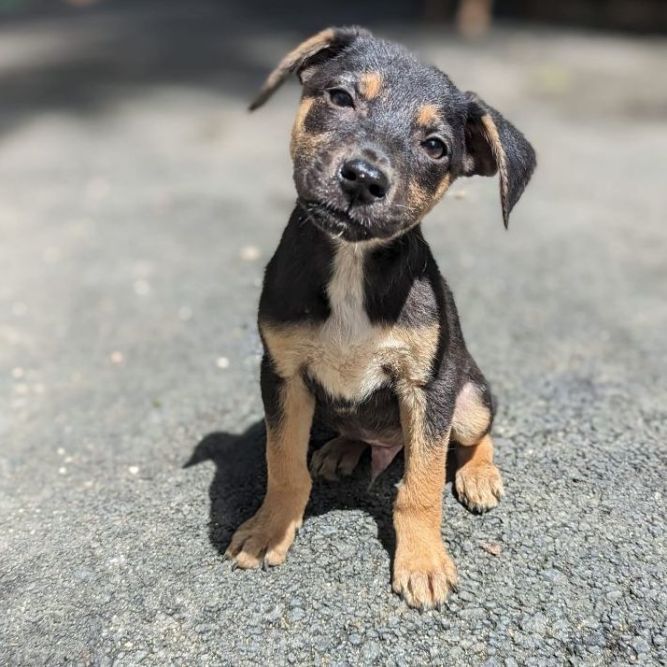 Black and tan hot sale coonhound pitbull mix