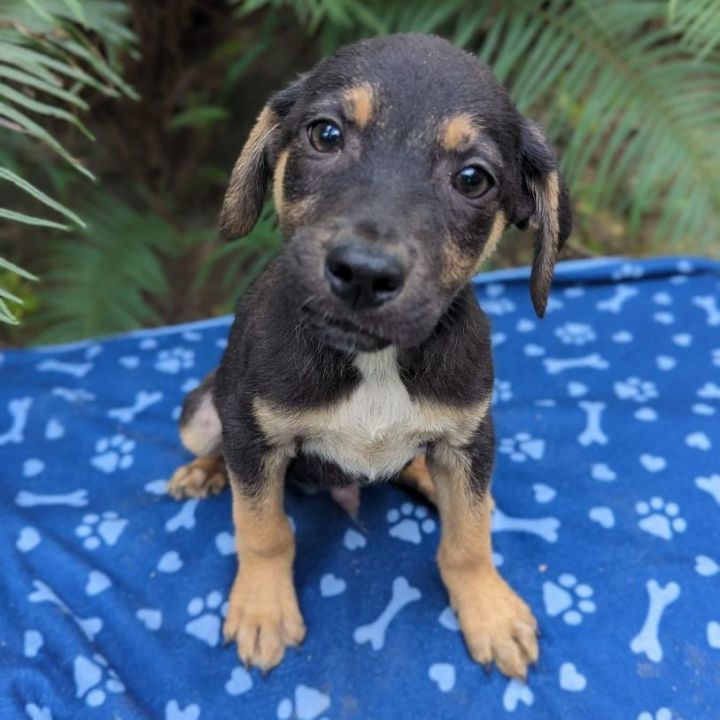 Coonhound dachshund sale mix