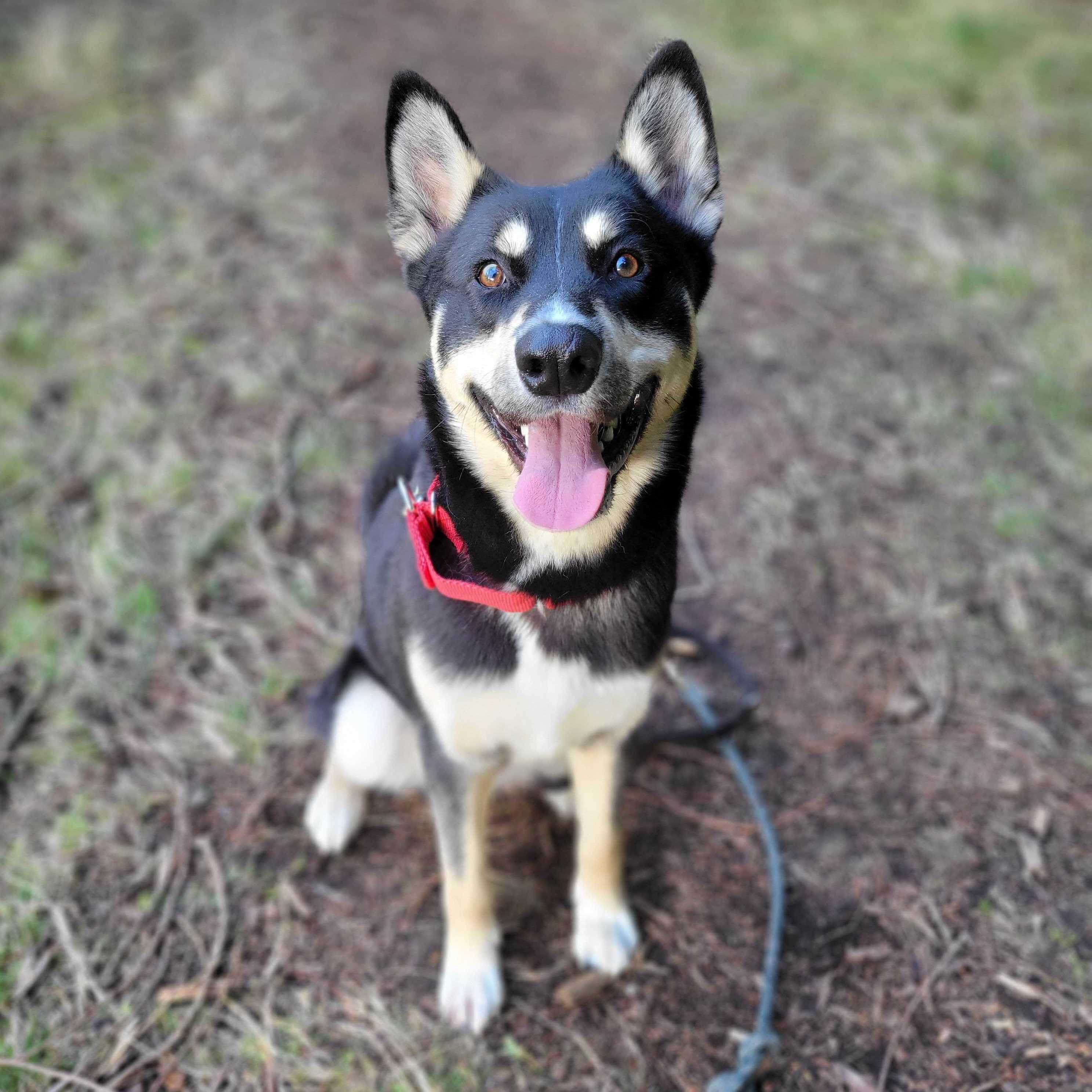 Little Bear, an adoptable Husky in Port Angeles, WA, 98363 | Photo Image 2