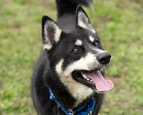 Little Bear, an adoptable Husky in Port Angeles, WA, 98363 | Photo Image 3